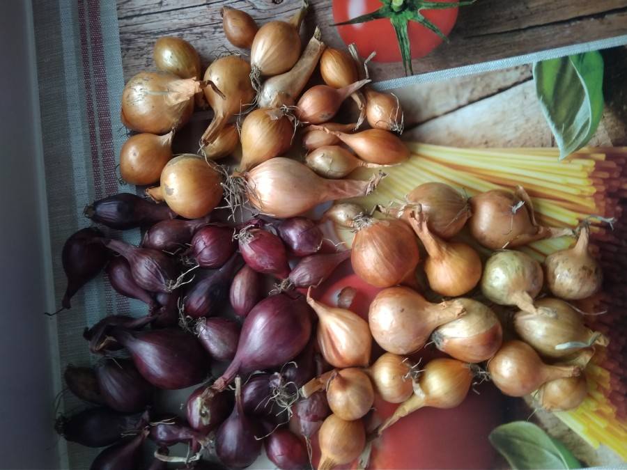 Подробное описание лука сорта стурон и нюансы выращивания для хорошего урожая