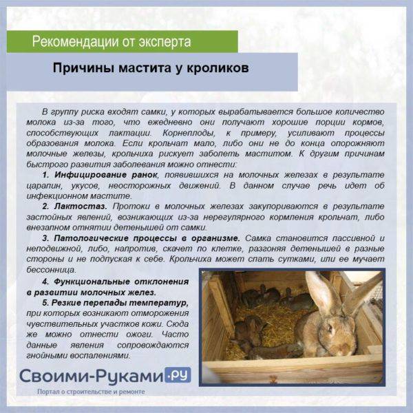 ᐉ что делать если крольчиха не кормит крольчат? - zooon.ru
