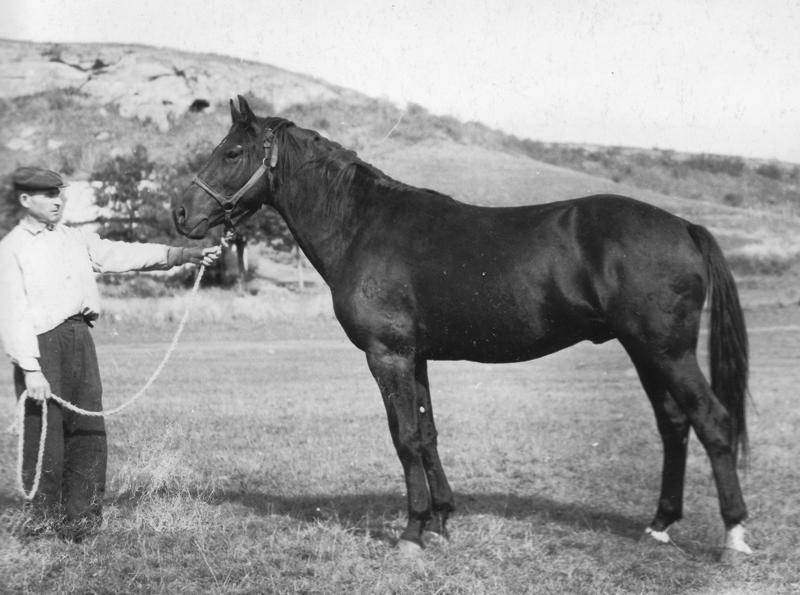 Роль кабардинской лошади в черкесской истории