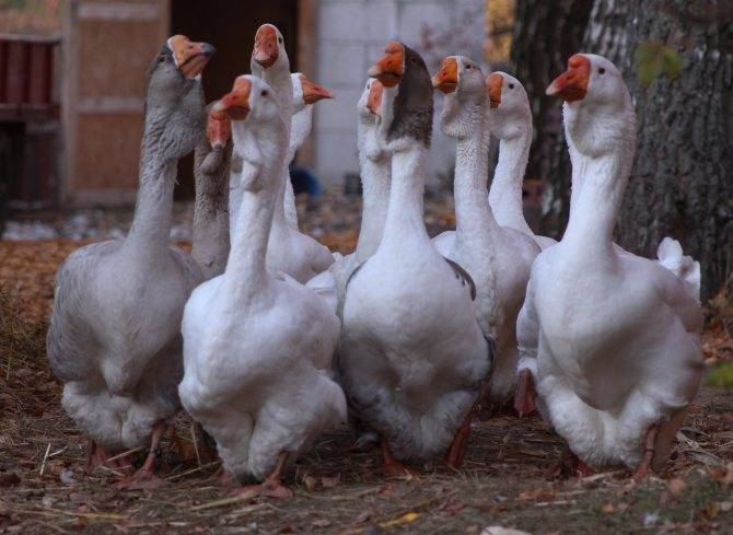 Породы гусей — самые популярные и продуктивные породы для разведения и выращивания в домашних условиях (115 фото и видео)