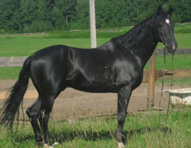 Карачаевская порода лошадей — фото и описание, характеристика, условия содержания, перспективы разведения.
