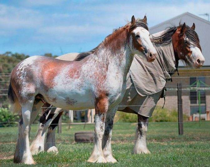 Лошади тяжеловозы: породы, их фото и описание :: syl.ru