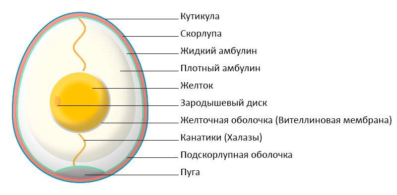 Химический состав яйца и пищевая ценность, строение куриных яиц