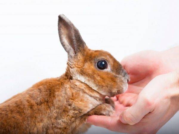 Особенности кроликов породы Рекс