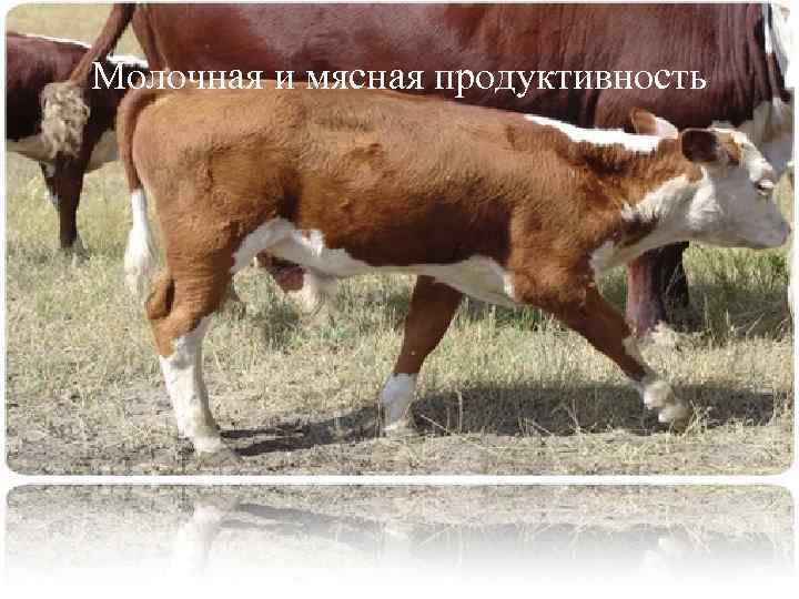 Казахская белоголовая порода крс – характеристика коров и отзывы