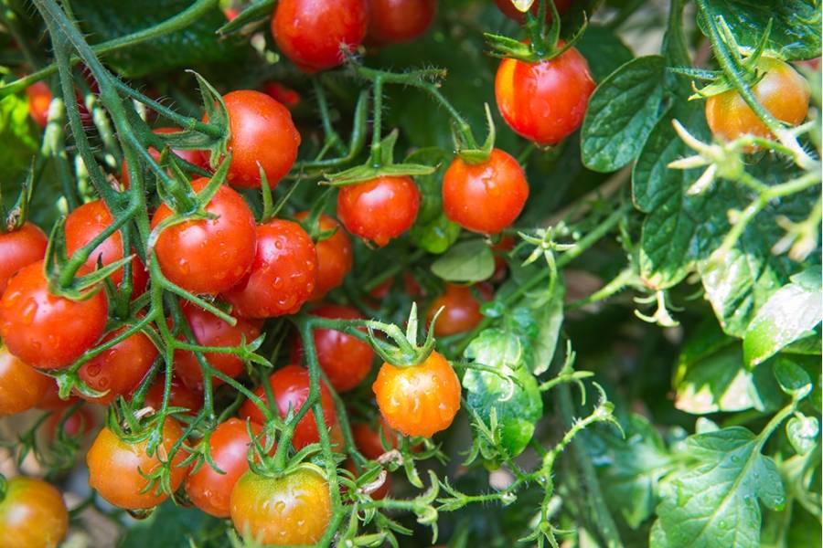 Сорт томата Евпатор: урожайность и советы по выращиванию