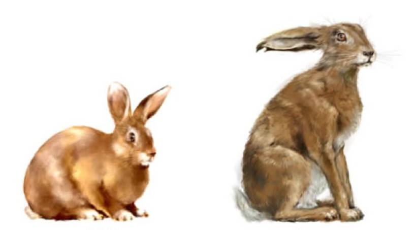 Отличия зайца от кролика и можно ли их скрещивать?