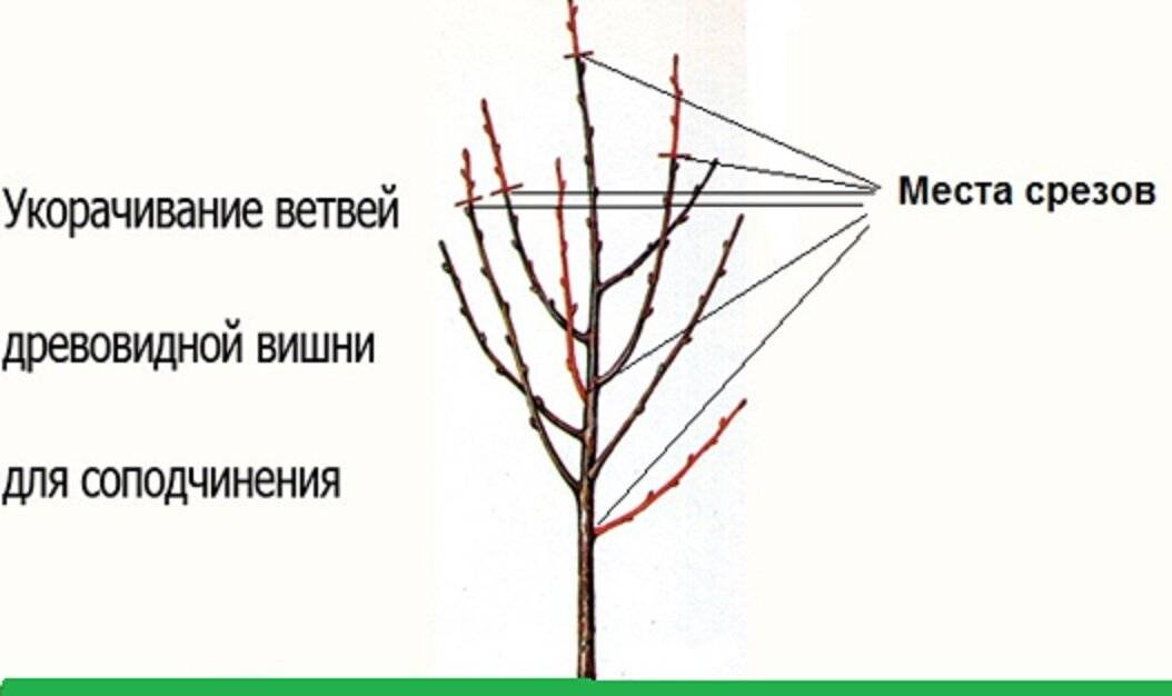 Обрезка вишни: как правильно обрезать, схема формирования кроны старых и молодых деревьев