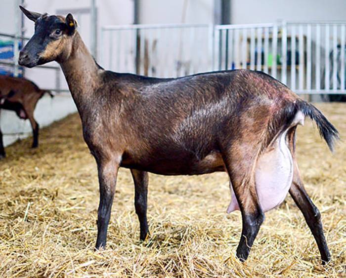 Продуктивность и описание Чешской породы коз, достоинства и недостатки