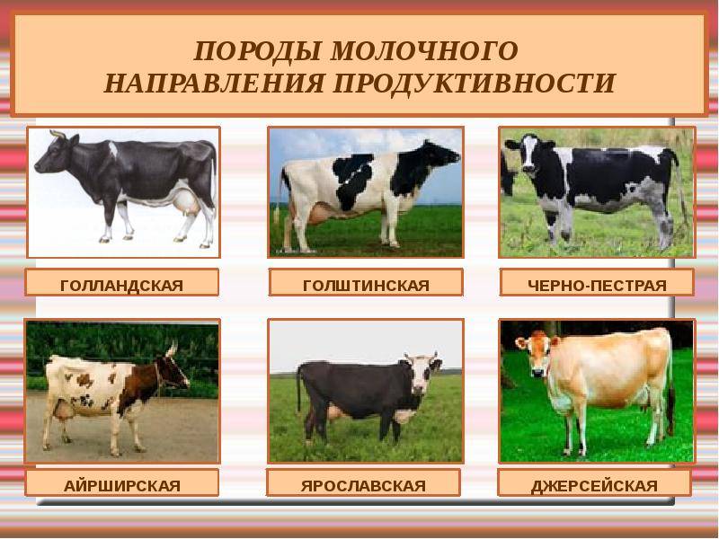 Чёрно-пёстрая порода коров: подробная характеристика, продуктивность, уход