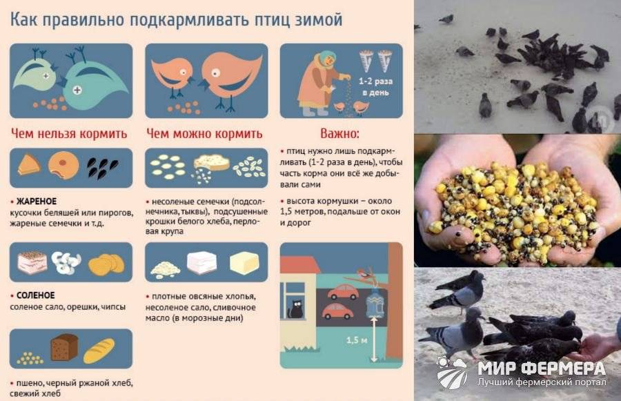 Чем кормить голубей - рацион, потребности в питательных веществах