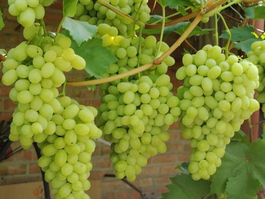 Виноград лора: описание сорта, фото, отзывы, посадка и выращивание