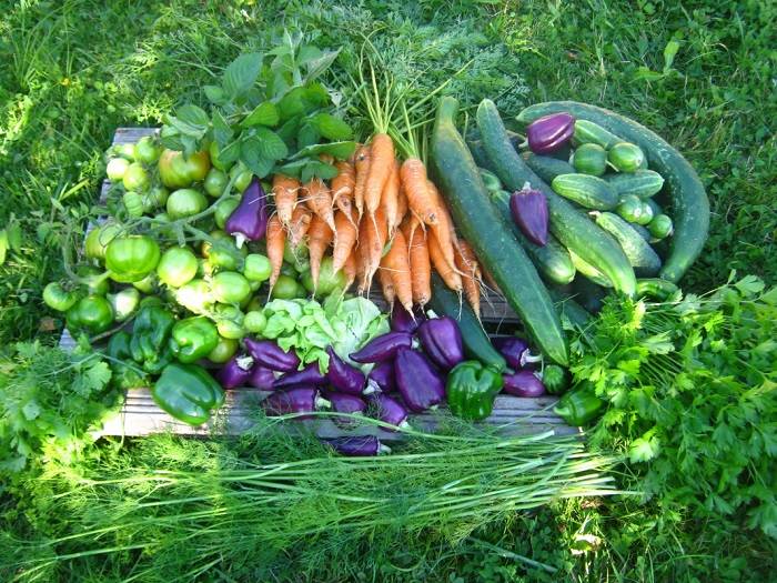 Зима все ближе, а свежих овощей хочется! какие растения дадут урожай в квартире? | fermers.ru
