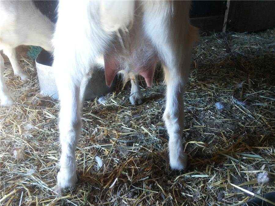 Как и чем кормить козу после окота - что делать, если плохо ест? 2021