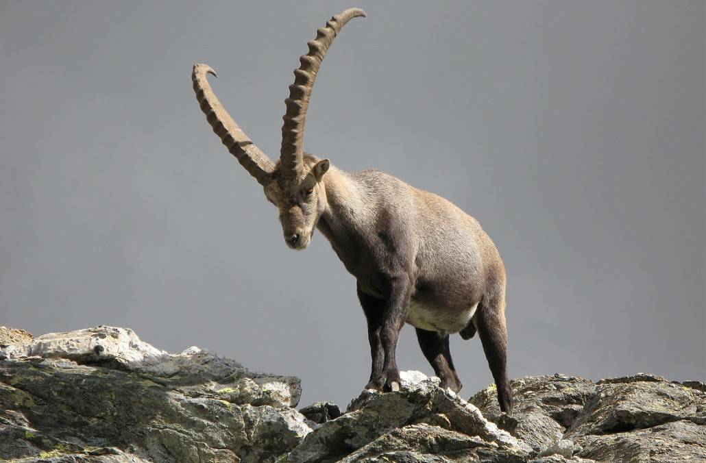 Дикие горные козлы: фото и описание. сибирский горный козел