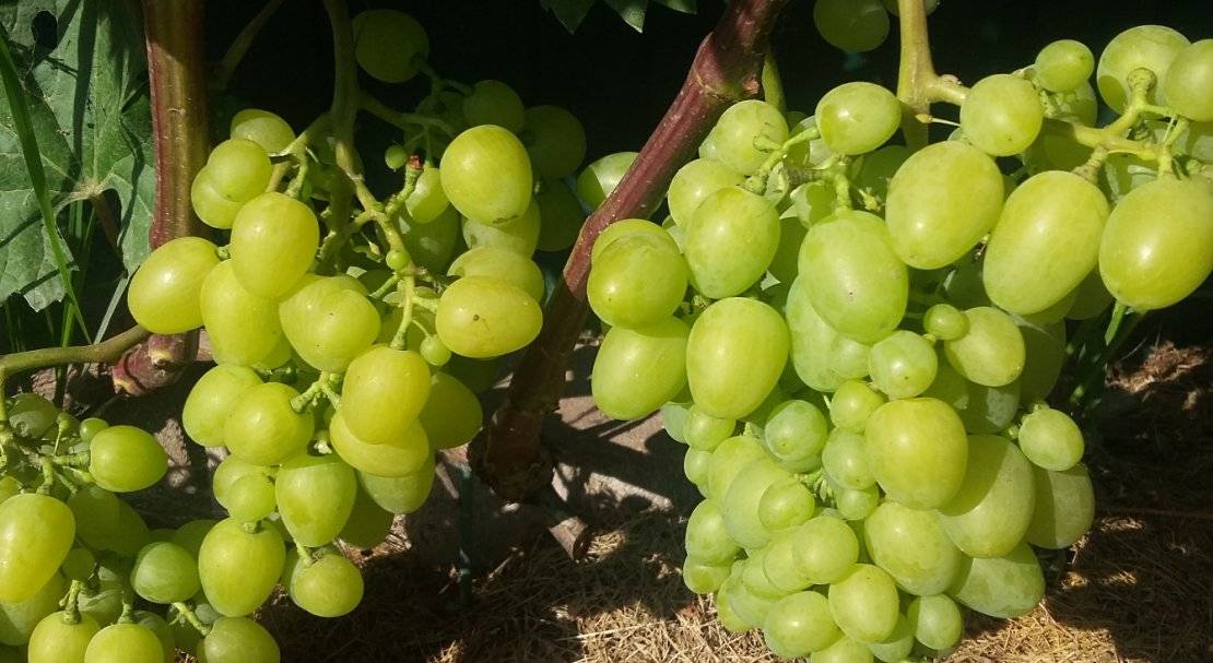 Виноград аркадия: описание сорта, посадка и уход в открытом грунте