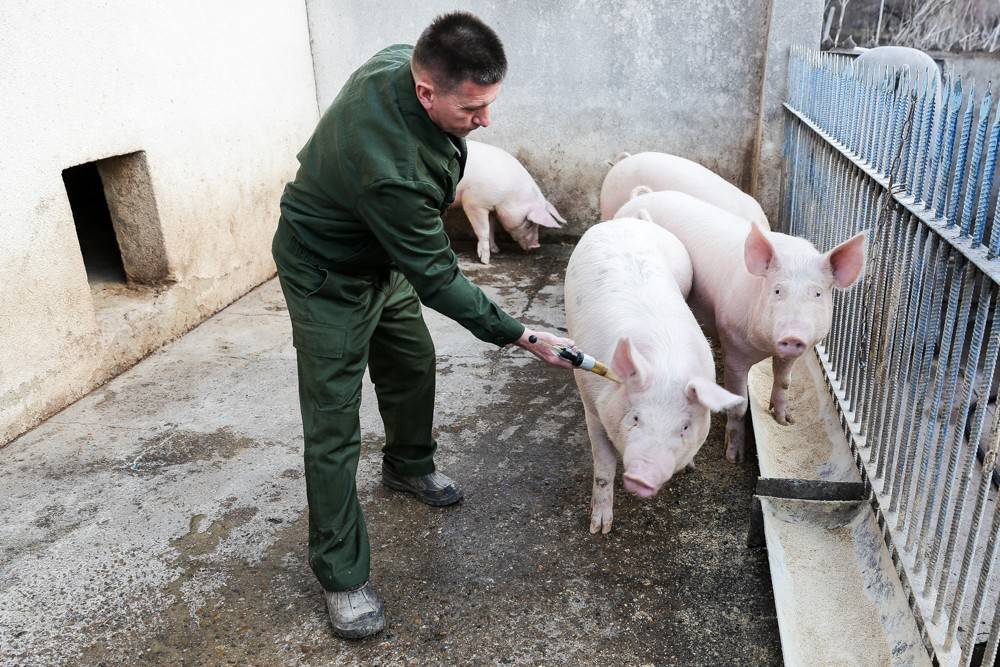 Вирус африканской чумы свиней