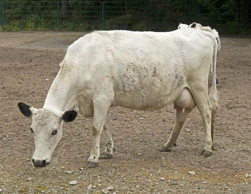 Русская комолая порода коров и ее особенности