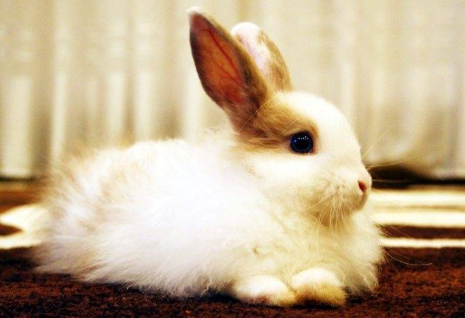 Как можно назвать кролика девочку или мальчика: советы по выбору клички