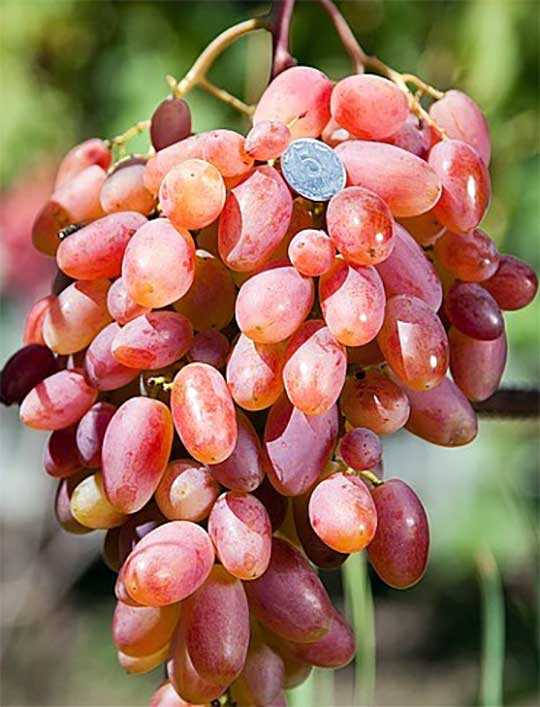 Виноград «преображение»: характеристика и описание