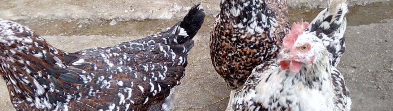 11 главных причин, почему куры клюют перья друг у друга