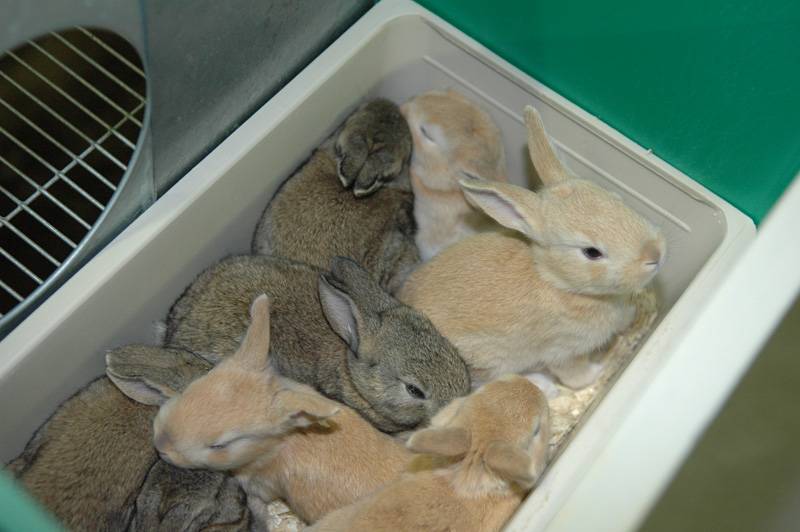 Искусственное осеменение кроликов, советы начинающим кролиководам