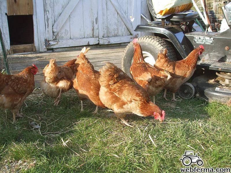 Куры фокси чик — лисьи цыплята в курятнике