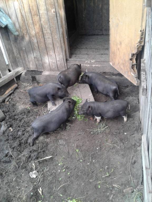 Вьетнамские свиньи: разведение, уход, питание, выращивание