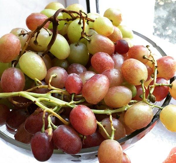 Сорт винограда «ливия», описание с фото и видео