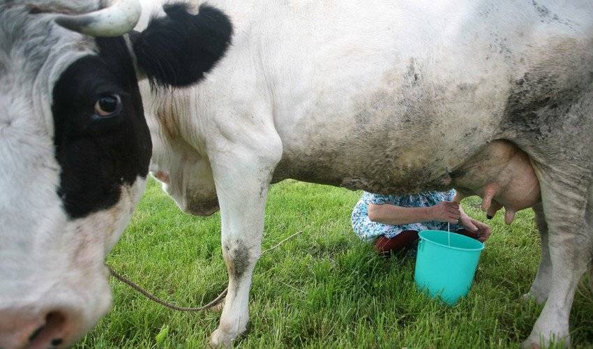 Сколько времени корова дает молоко после отела