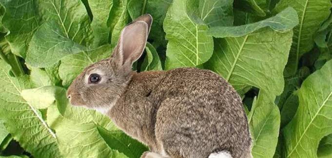 Какие листья плодовых деревьев можно вносить в рацион кроликов