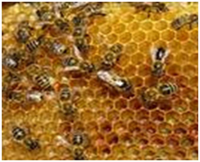 Пчелиные соты: что это такое, как и из чего их делают пчелы?