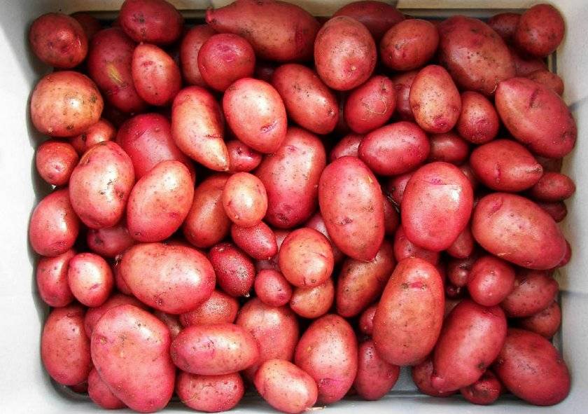 Сорт картофеля розара: описание, посадка и уход русский фермер