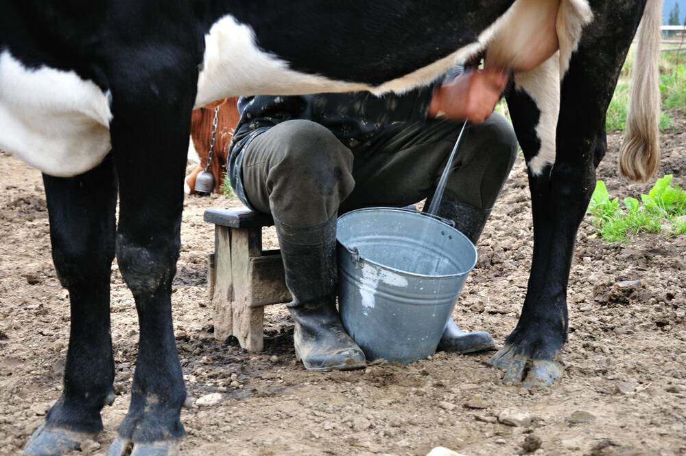 Как правильно доить корову и сколько раз в сутки проводить дойку