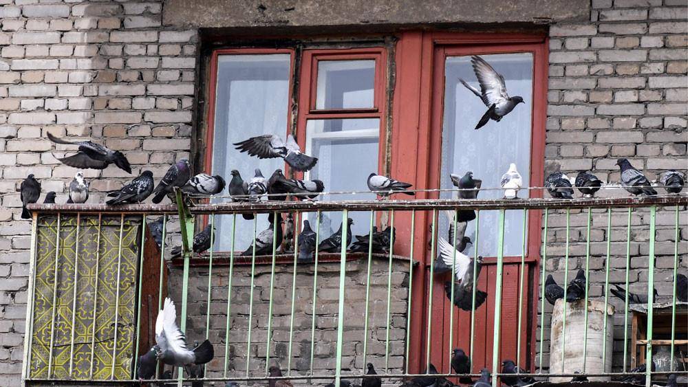 Как избавиться от голубей на балконе навсегда?