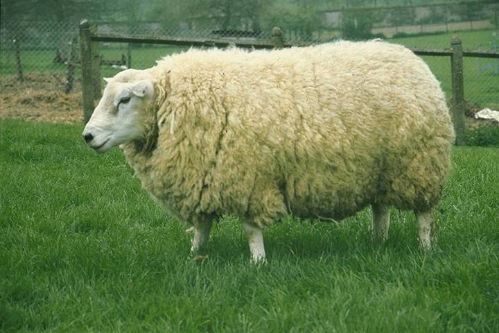 Тексель: описание породы овец, продуктивность, разведение