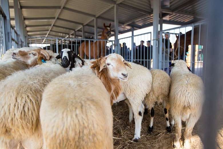 Разведение овец как бизнес для начинающих
