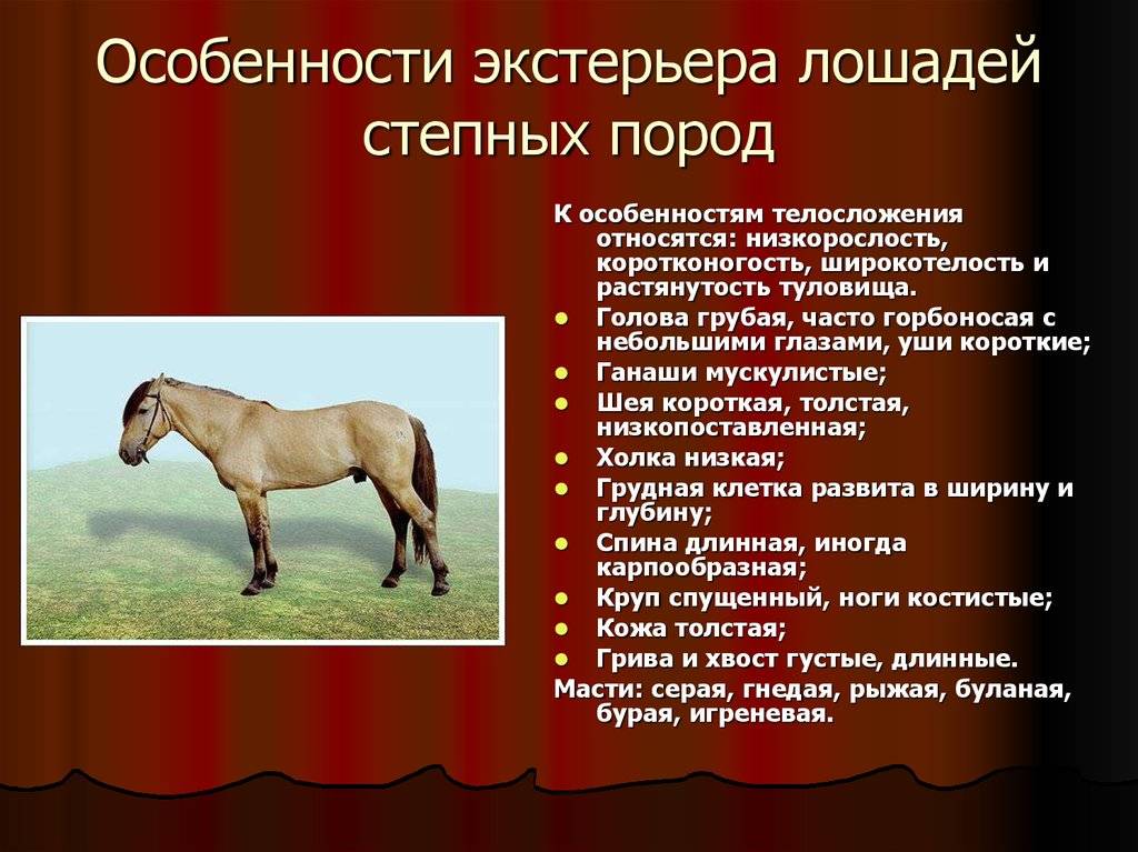 Экстерьер, характер и использование Башкирских лошадей