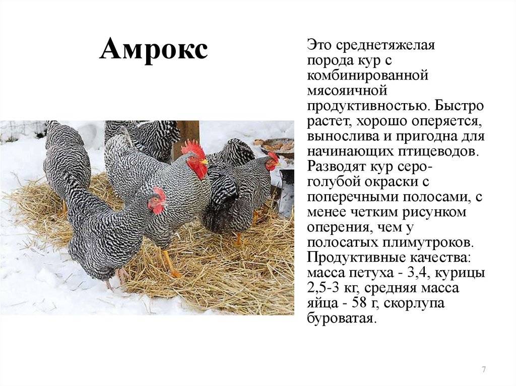 Доминант: чешский петух, характеристика породы кур, описание и виды, содержание и питание