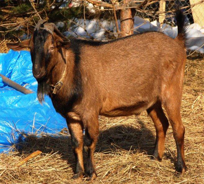 Племенные козы тоггенбурской породы (скот из европы класса элита и элита рекорд)
