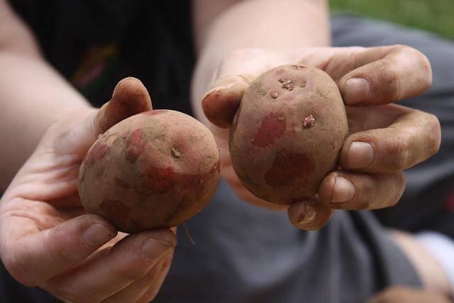 Способы, схемы и правила посадки картофеля в открытый грунт удобрение и уход за всходами