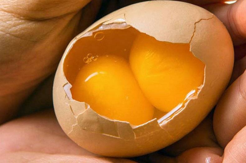 Двухжелтковые куриные яйца - почему они появляются и что с ними делать
