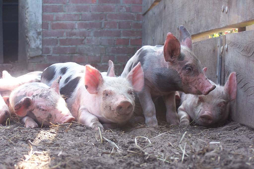 Как содержать мясную породу свиней пьетрен, ее особенности