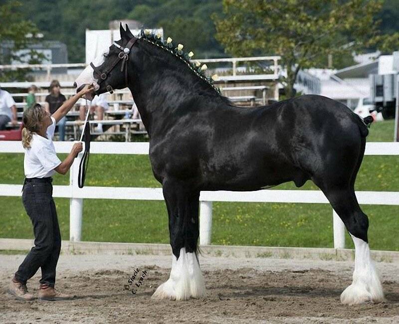 Самая большая лошадь в мире: фото и видео обзор