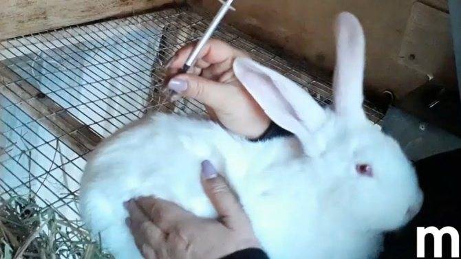 Кролики умирают без видимых причин: как лечить болезни кроликов