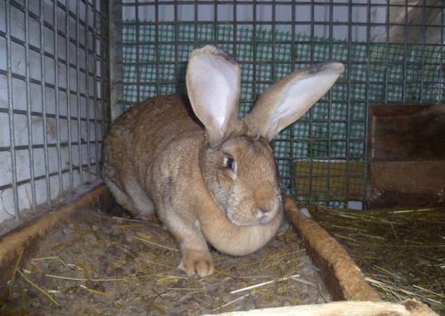 Кролики ризен: описание породы и фото, видео, характеристики, содержание в домашних условиях, плюсы и минусы разведения