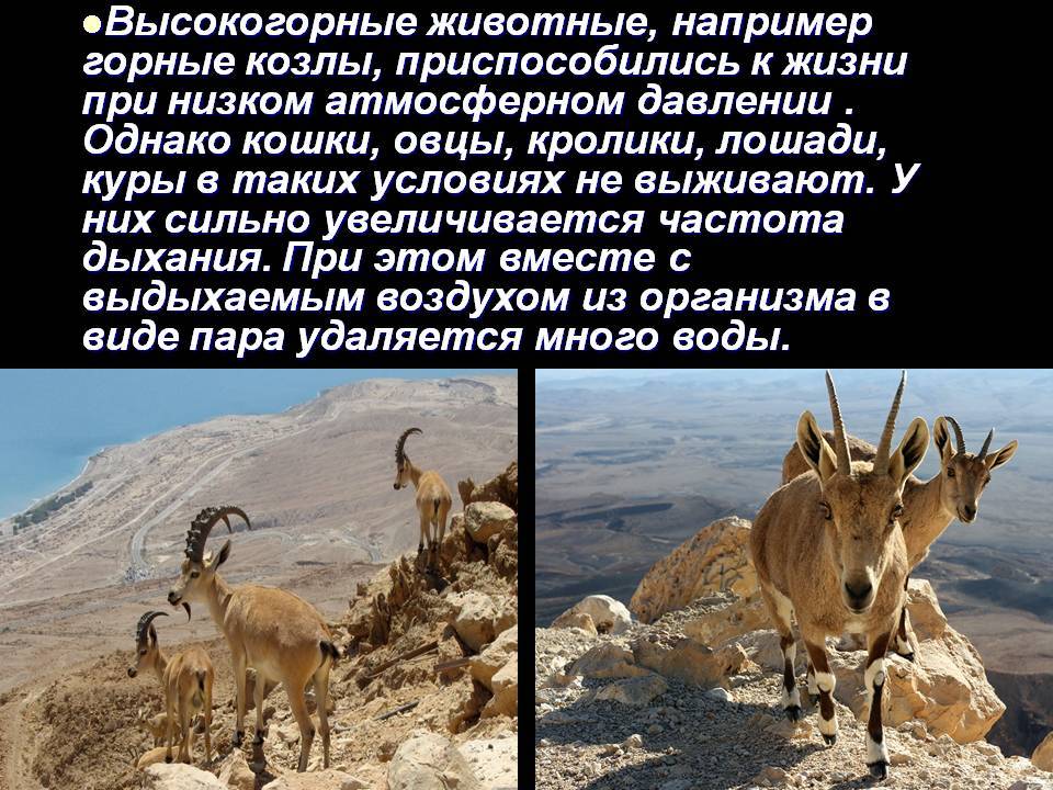 Описание и особенности распространения диких горных козлов
