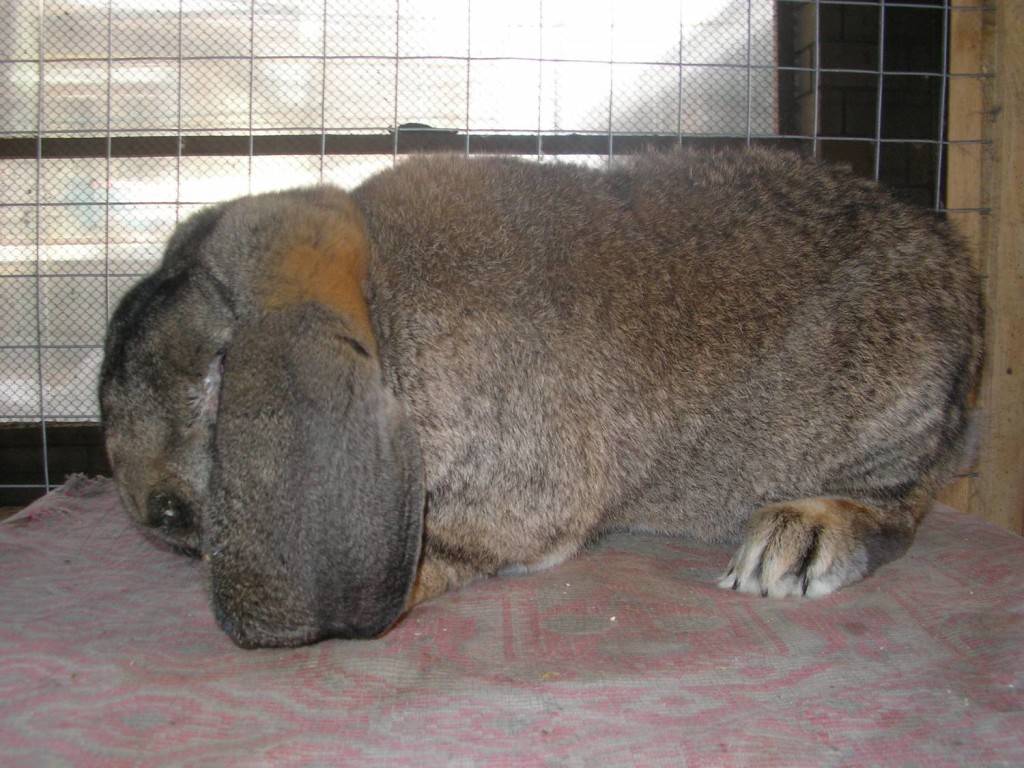 Особенности породы кроликов французский баран - omvesti.com