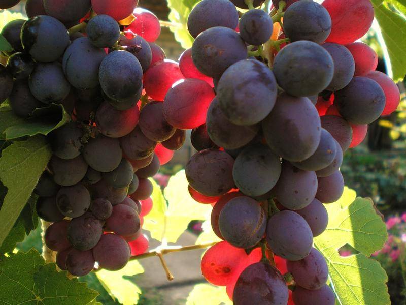 Технические сорта винограда для средней полосы. на что обратить внимание при выборе сорта для нечерноземья