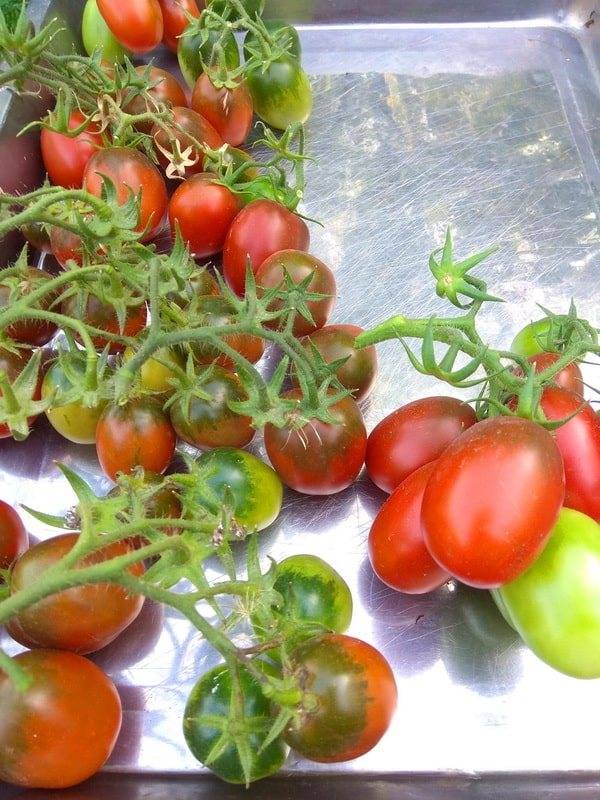 Как ускорить дозаривание томатов в домашних условиях